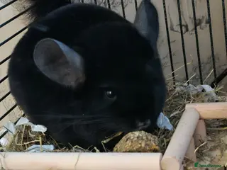 Isopods invertebrates Chinchilla - Advert 7