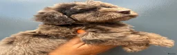 Cockapoo dogs for sale:      F1 Cockapoo Puppies  | Health Tested  - Advert 6