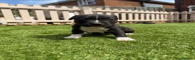 Staffordshire Bull Terrier Puppy 7