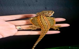 Bearded Dragon reptiles for sale: Pogona vitticeps + vitticeps/Barbata hybrids - Image 21