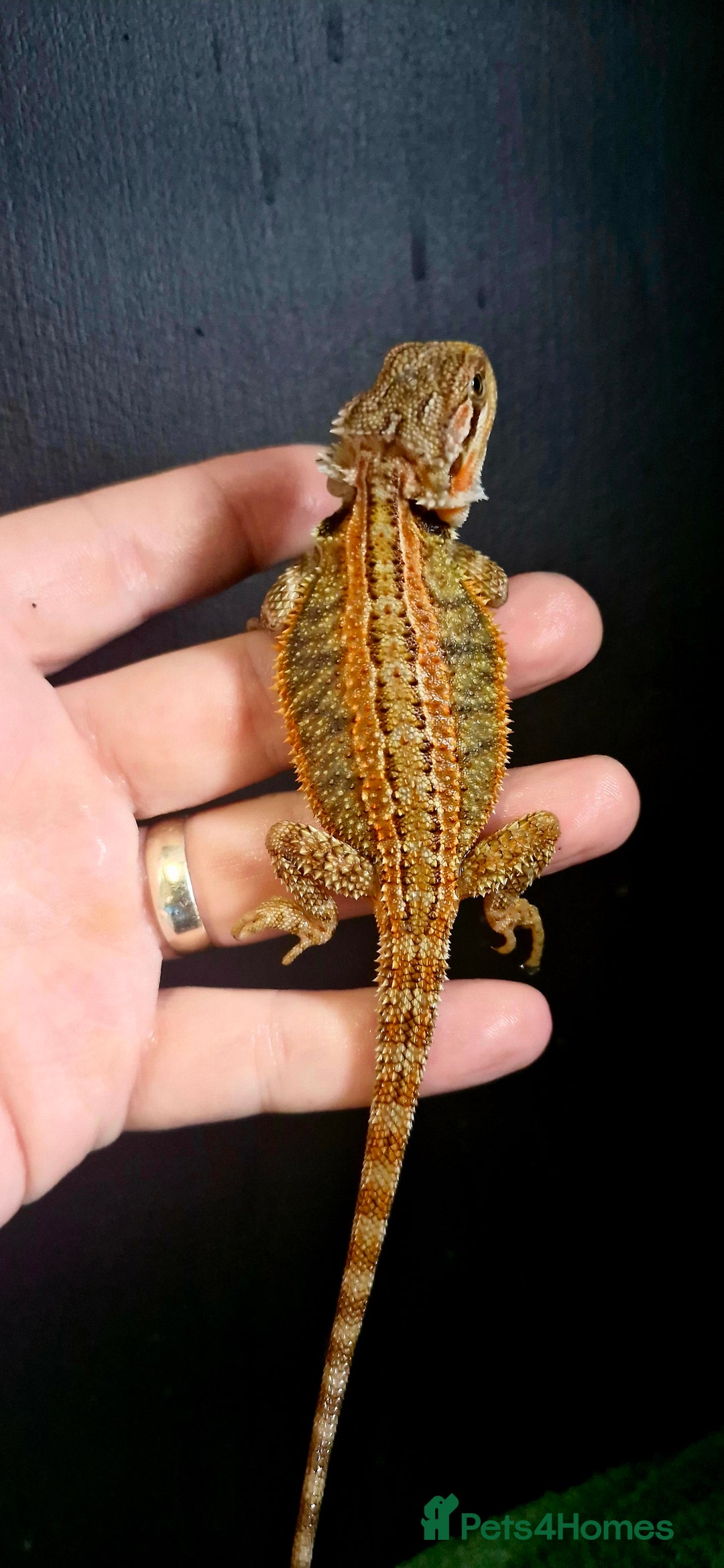 Bearded Dragon reptiles for sale: Pogona vitticeps + vitticeps/Barbata hybrids - Image 21