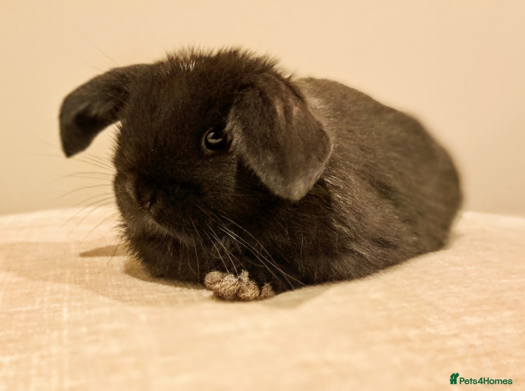 Mini Lop rabbits for sale: Adorable Pure Bred Mini Lop 🥰🐰 - Image 3
