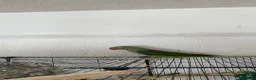 Parakeets birds for sale: Alexandrine Parakeet  in Birmingham - Advert 8