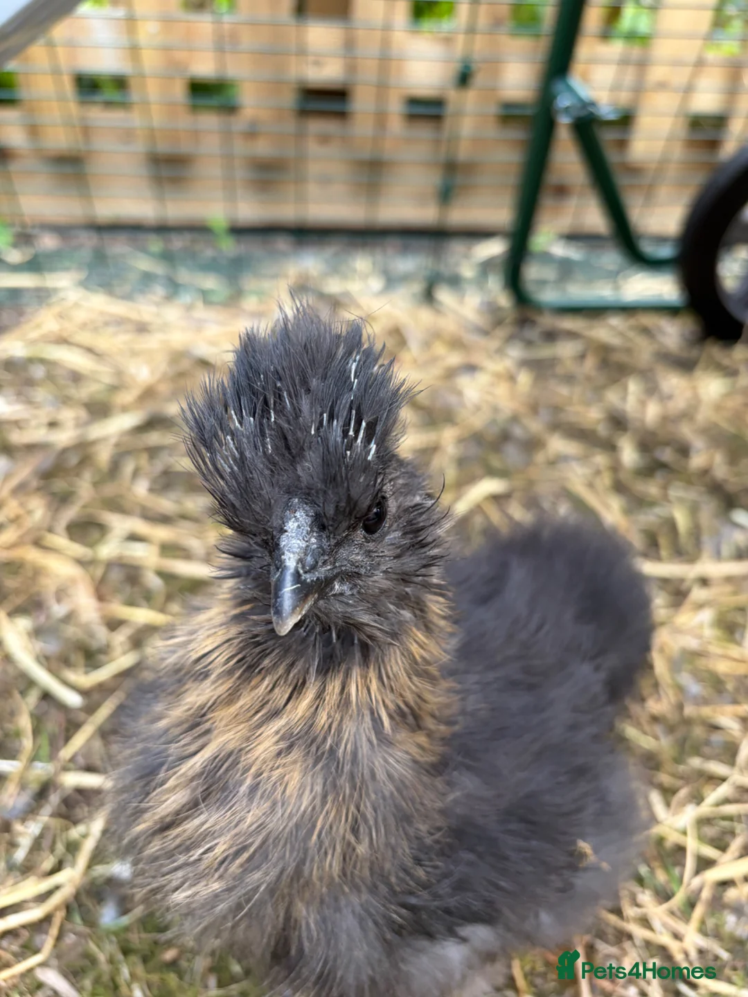 Chickens poultry for sale: 3 pet Silkies in Cambridge - Advert 1