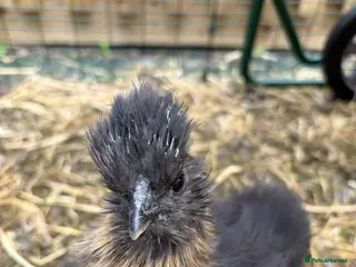 Chickens poultry 3 pet Silkies - Advert 1