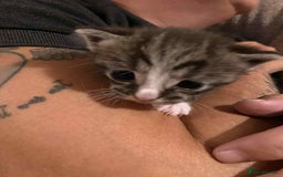 Mixed Breed cats for sale: Tabby kittens - Image 2