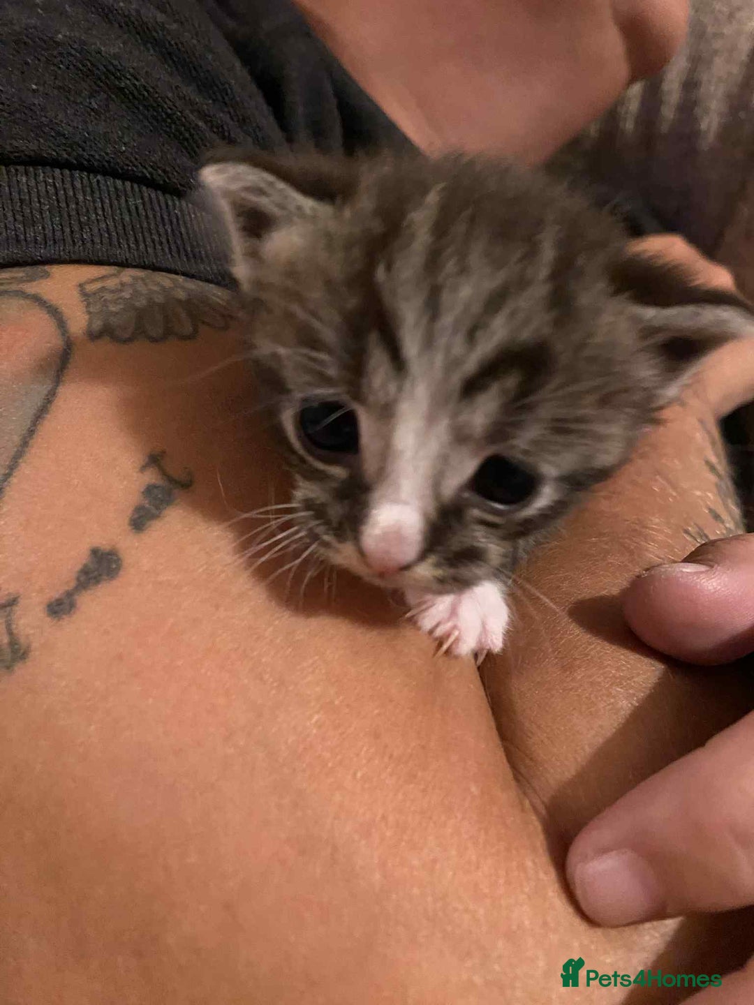 Mixed Breed cats for sale: Tabby kittens - Image 2