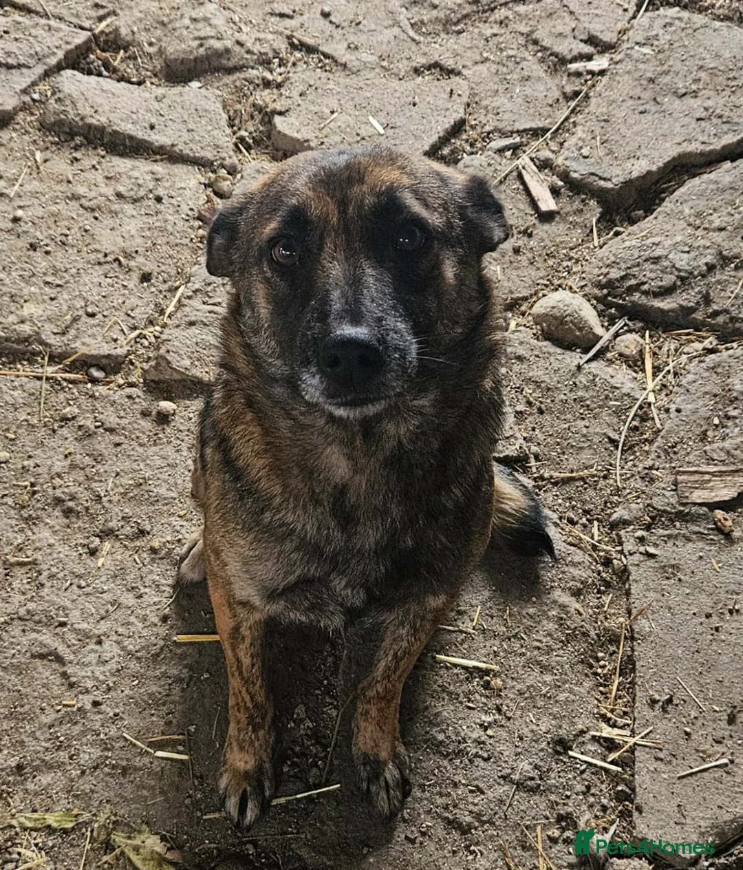 Mixed Breed dogs for adoption: 🌸 🐾 LIANA – a Lovely Girl for a Loving Home 🐾🌸 - Advert 7