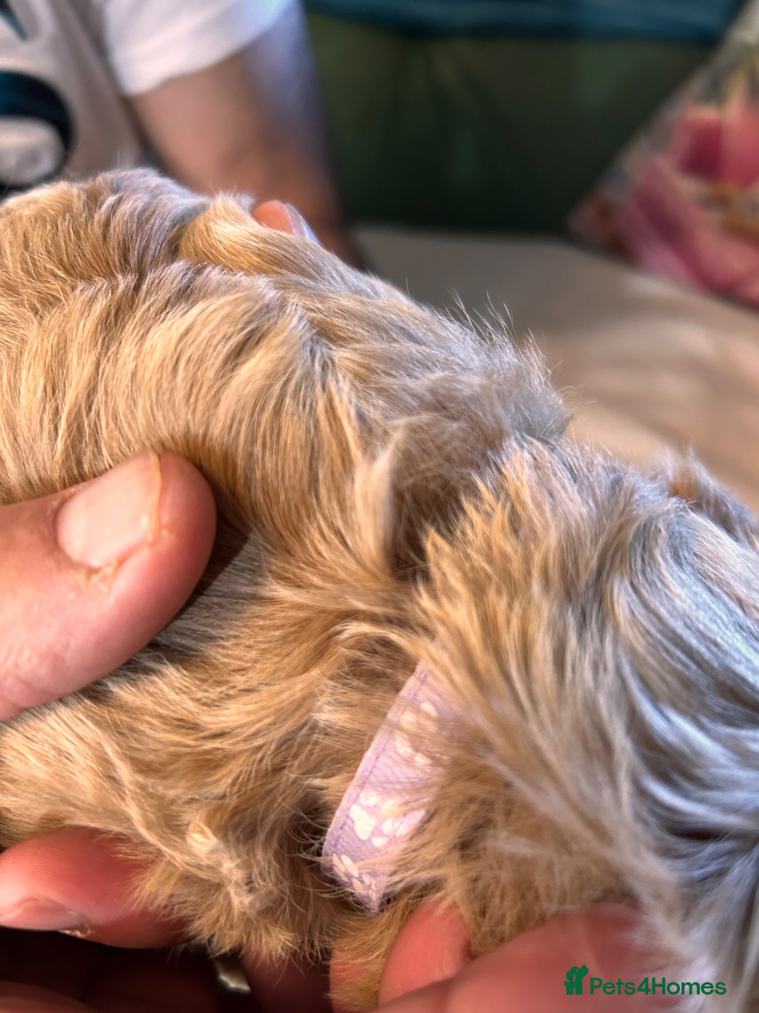 Australian Labradoodle dogs for sale: Australian labradoodle puppies  - Advert 3
