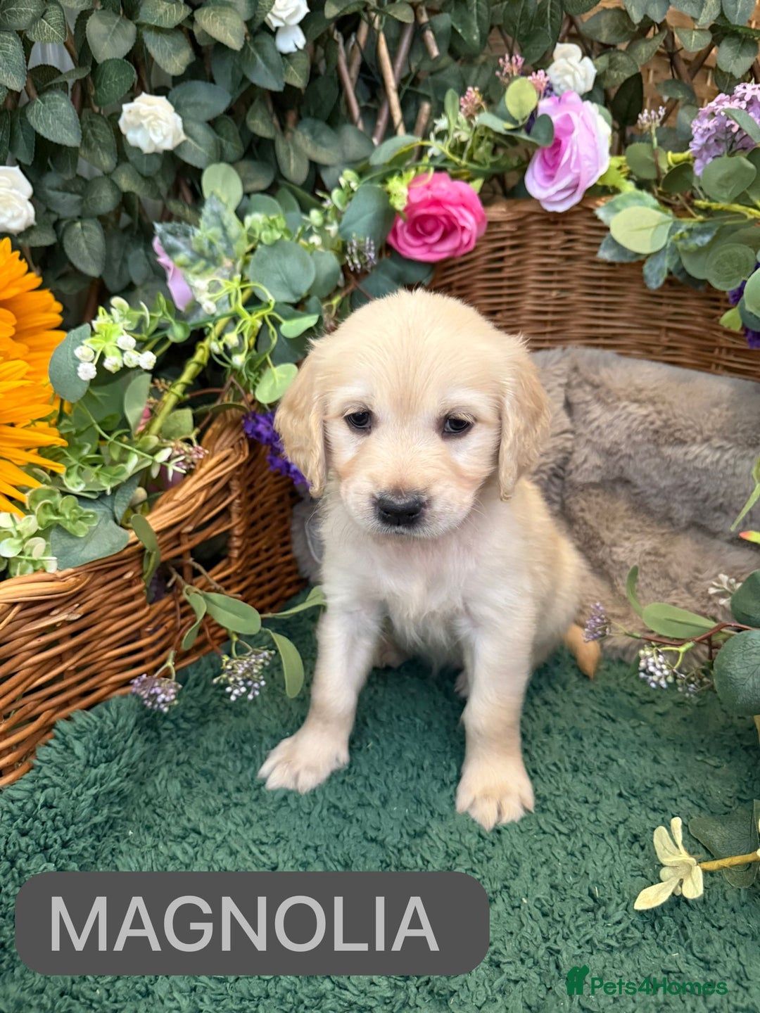 Golden Retriever dogs for sale: Stunning Golden Retriever puppies 🐾 - Image 25