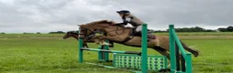 Welsh Section D horses for sale: 14.3/15hh allrounder gelding  in Rowlands Gill - Advert 16