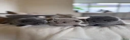 British Shorthair cats for sale: 4 British shorthair kittens  - Advert 22