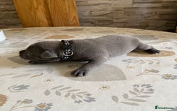 Staffordshire Bull Terrier dogs for sale: solid blues - Image 11
