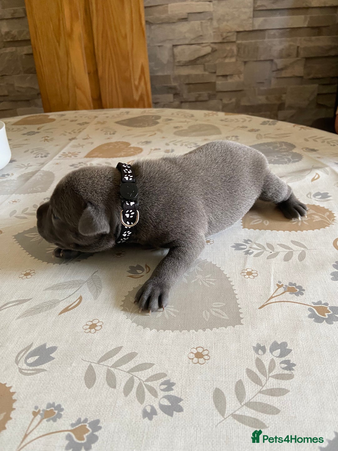 Staffordshire Bull Terrier dogs for sale: solid blues - Image 11