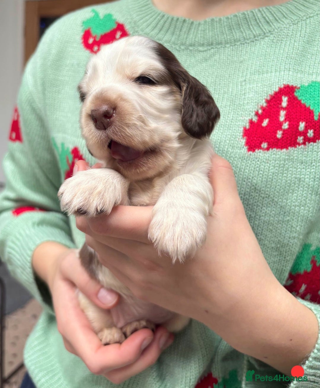 Cocker Spaniel dogs for sale: KC Show Cocker Spaniel Pups DNA health Simbawood  - Image 17