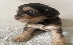 Cockapoo dogs for sale: Adorable F1 Cockerpoo puppies - Image 27