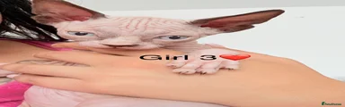 Sphynx 3