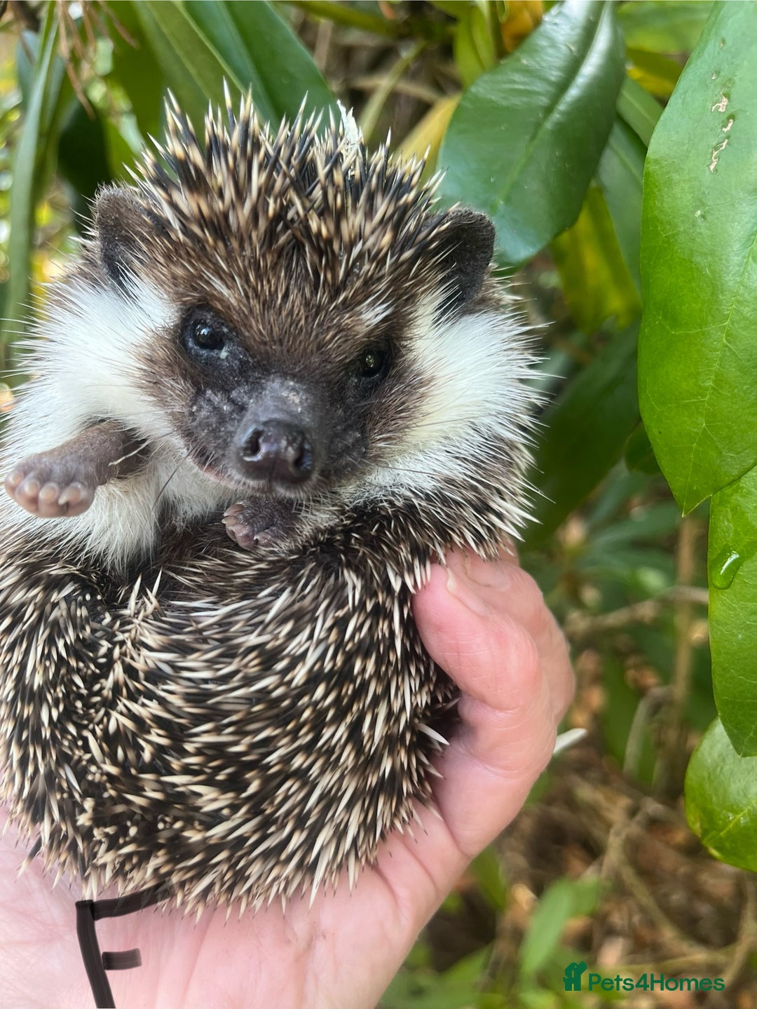 Pygmy Hedgehog rodents for sale: Stunning girls & unrelated boy ready now  - Image 4