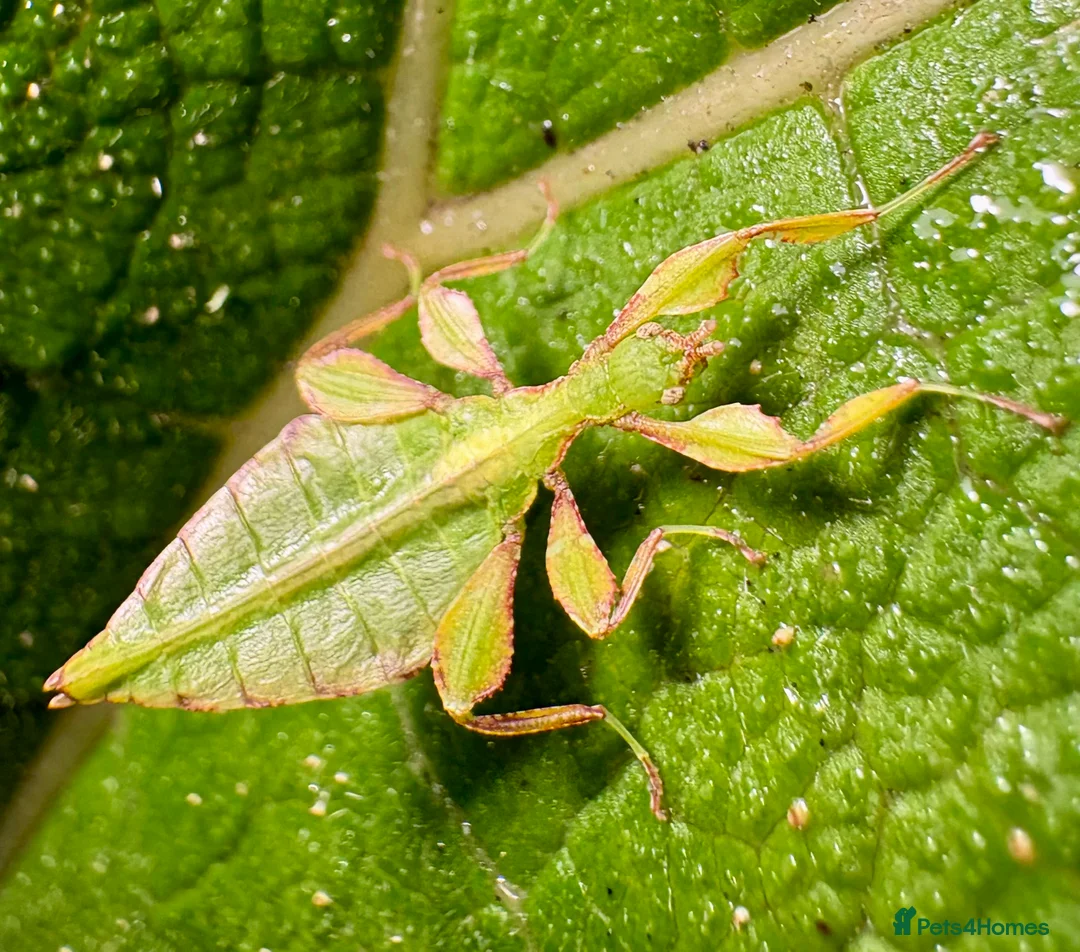 Stick Insects invertebrates for sale: Phyllium letiranti nymphs (leaf / stick insects) - Advert 5