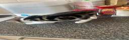Mixed Breed cats for sale: Cute mixed kittens calico  - Advert 20