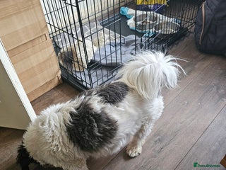 Malshi dogs Malshie - Advert 16