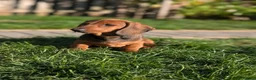 Dachshund dogs for sale: Champion Bloodline Standard Dachshund - Advert 4