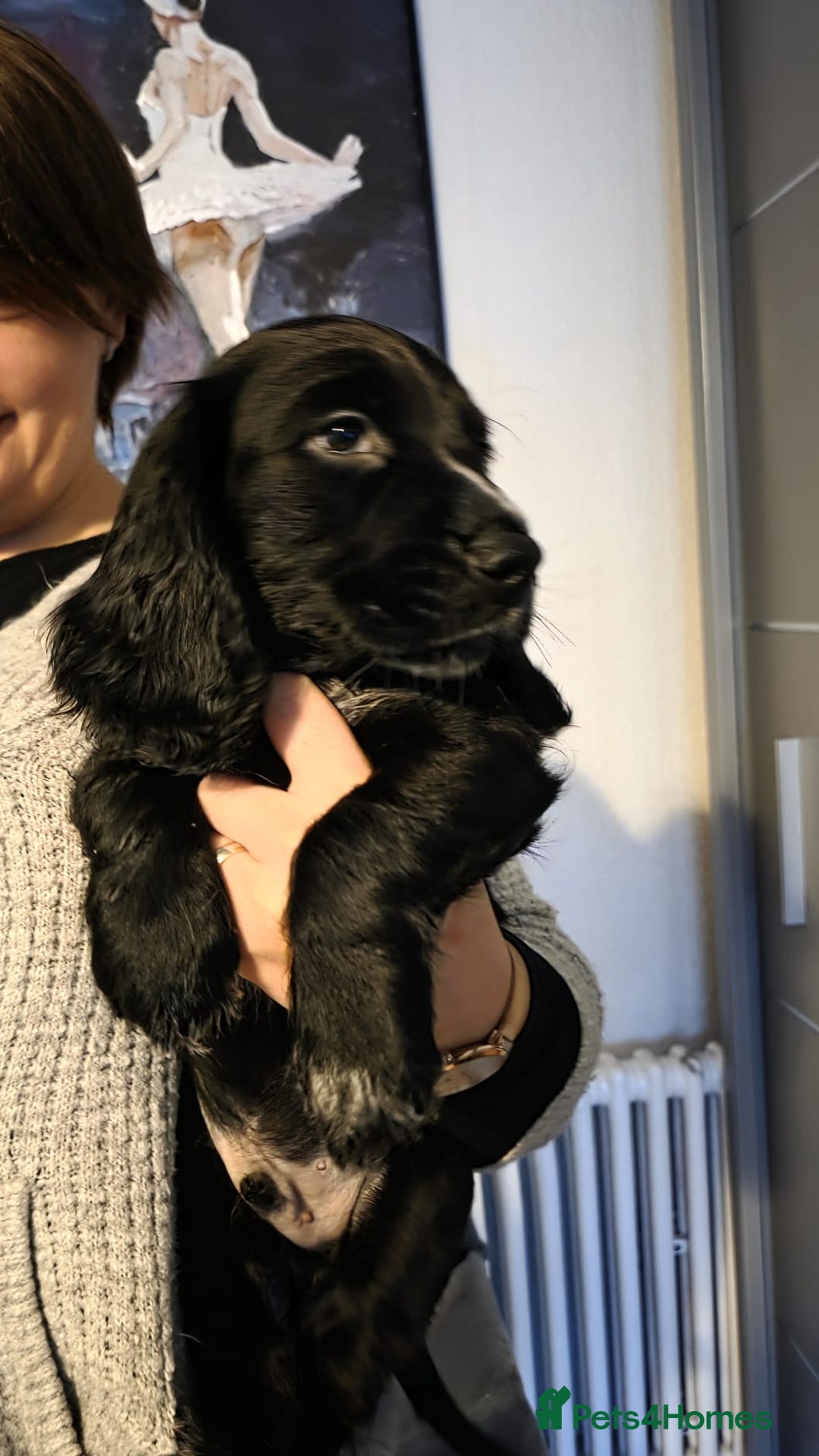 English Springer Spaniel dogs for sale: Spaniel puppies 1 Girl & 3 Boys  - Advert 8