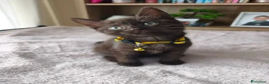 💛 Hazel (Chocolate/Cinnamon Girl – Yellow Collar)