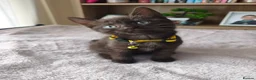 Mixed Breed cats for sale: Gorgeous British Shorthair Mix Kittens - Advert 23