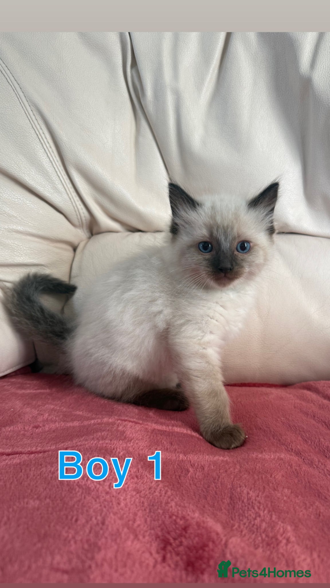 Ragdoll cats Stunning litter of ragdoll kittens  - Advert 2