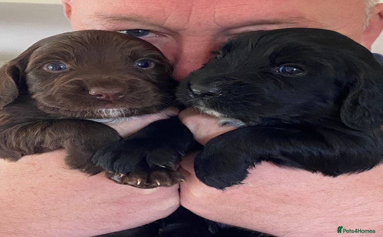 Cocker Spaniel dogs - Advert 9