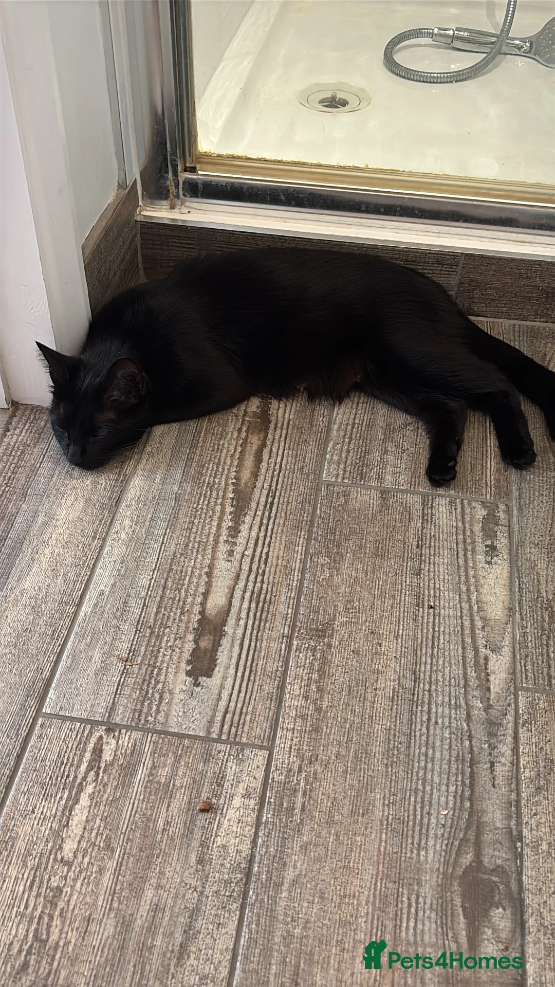 Mixed Breed cats for sale: Beautiful Black Shorthair x Tabby Kitten in Enfield - Advert 2
