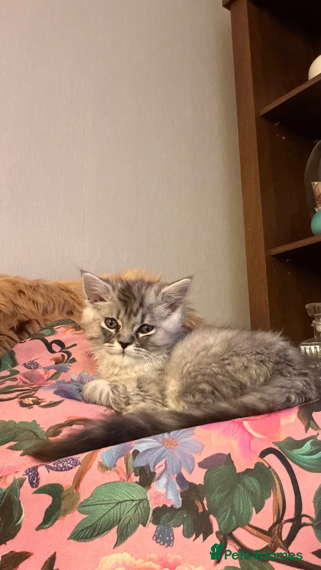 Persian cats for sale: Hans Solo — 11 Week Old Male Kitten - Ready Now - Advert 5
