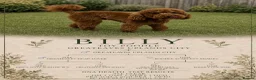 Cockapoo dogs for sale: BEAUTIFUL F1 COCKAPOO - READY NOW - Advert 11