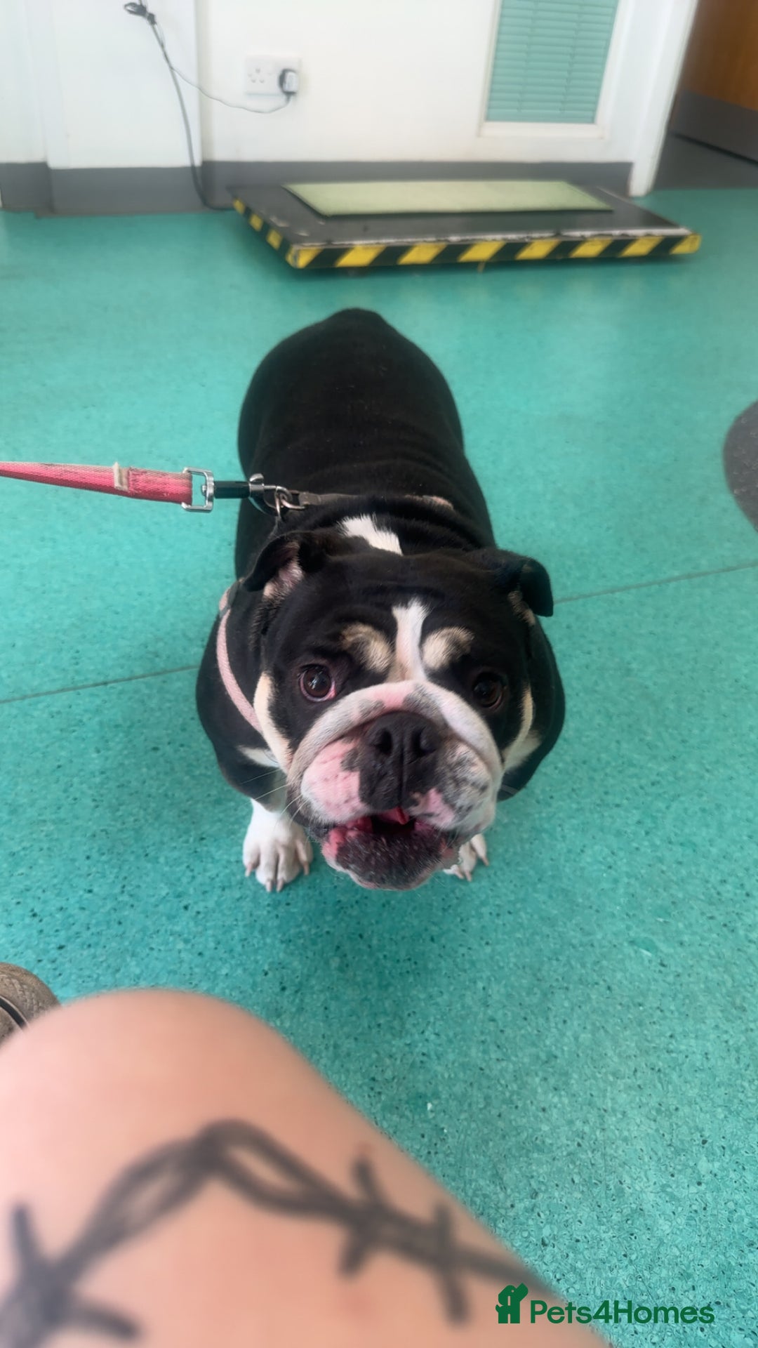 English Bulldog dogs for sale: Fully intact female english bulldog - Image 1
