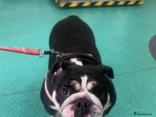 English Bulldog dogs - Advert 7