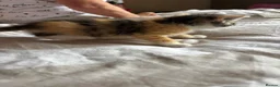 Mixed Breed cats for sale: Beautiful kittens for sale - Advert 7