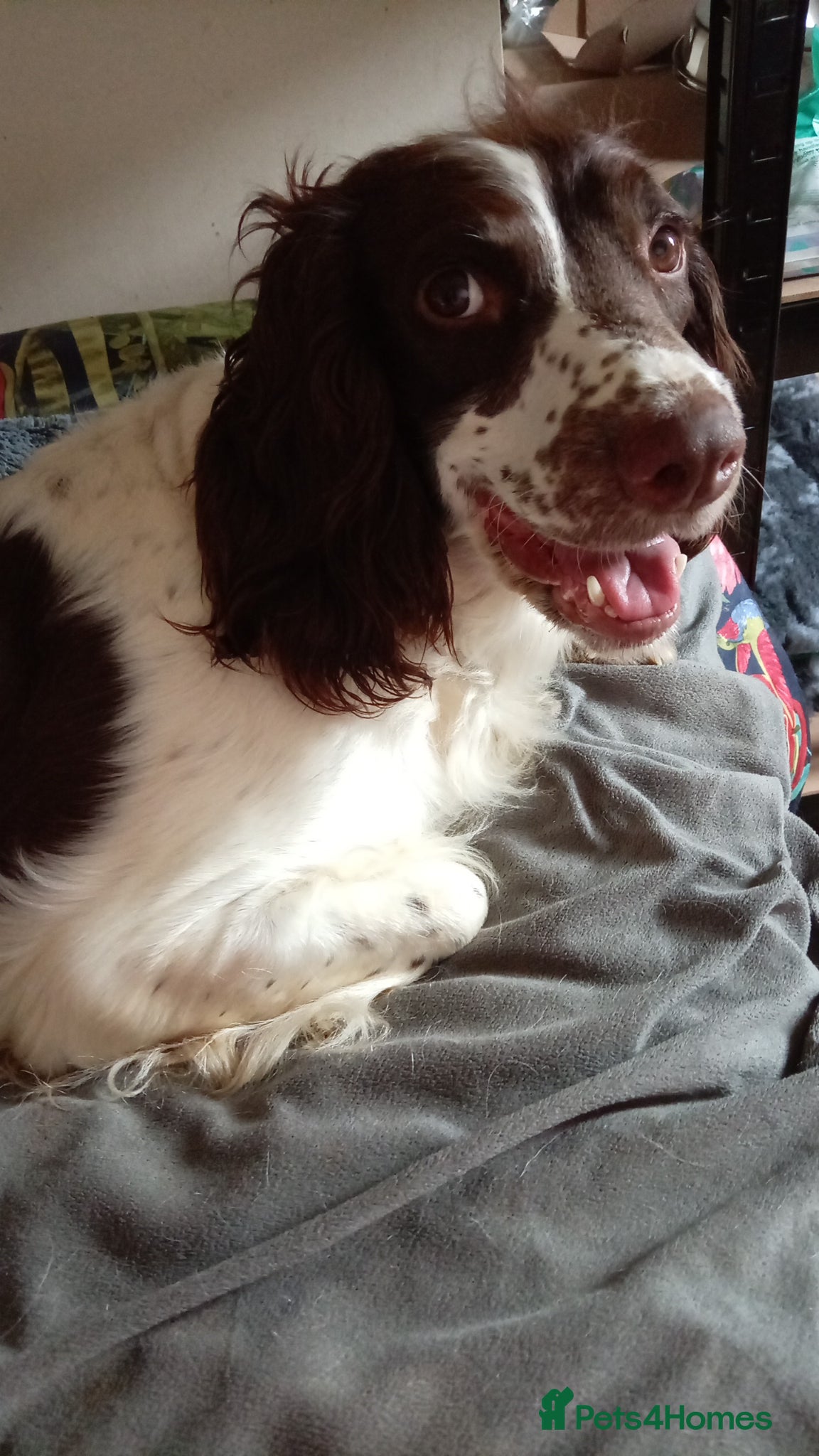 English Springer Spaniel dogs Beautiful working english Springer spaniels - Advert 14