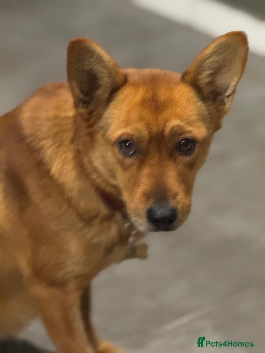 Mixed Breed dogs for adoption: Sweet Poppy Looking For LOVE - Advert 1