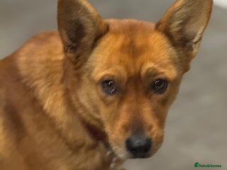 Mixed Breed dogs Sweet Poppy Looking For LOVE - Advert 1