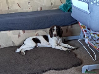 Sprocker dogs - Advert 1