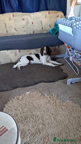 Sprocker dogs - Advert 1