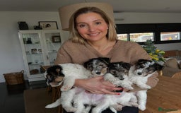 Fox Terrier dogs for sale: Adorable Wire Fox Terrier Puppies for Sale! - Image 3