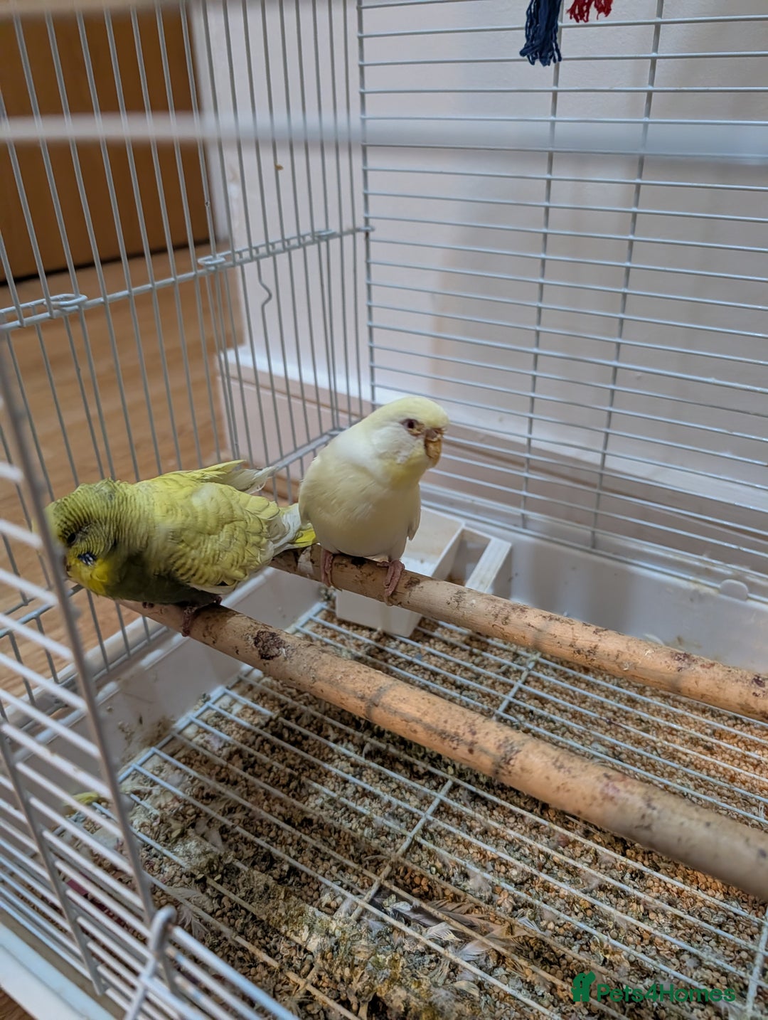 Budgerigars birds for sale: 2 Budgies with cage asap moving home  - Advert 2