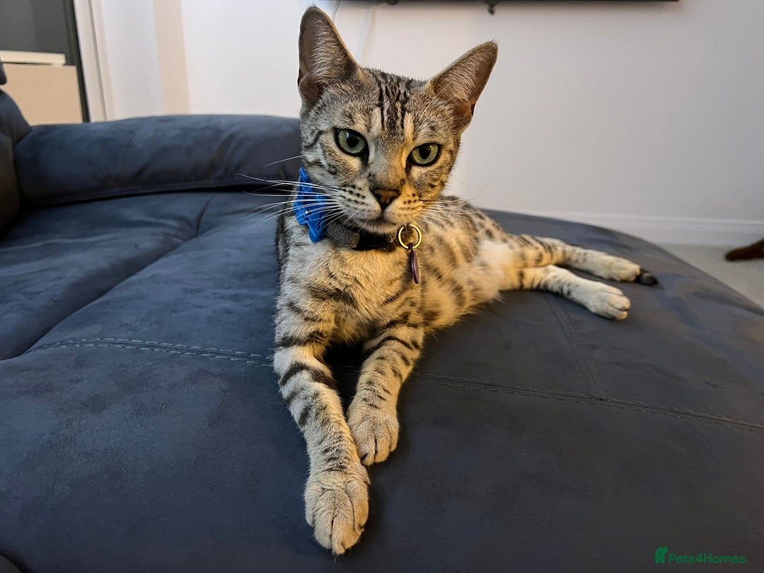 Bengal cats for sale: Bengal Kittens For Sale (Ready To Go - 1 left) - Image 22
