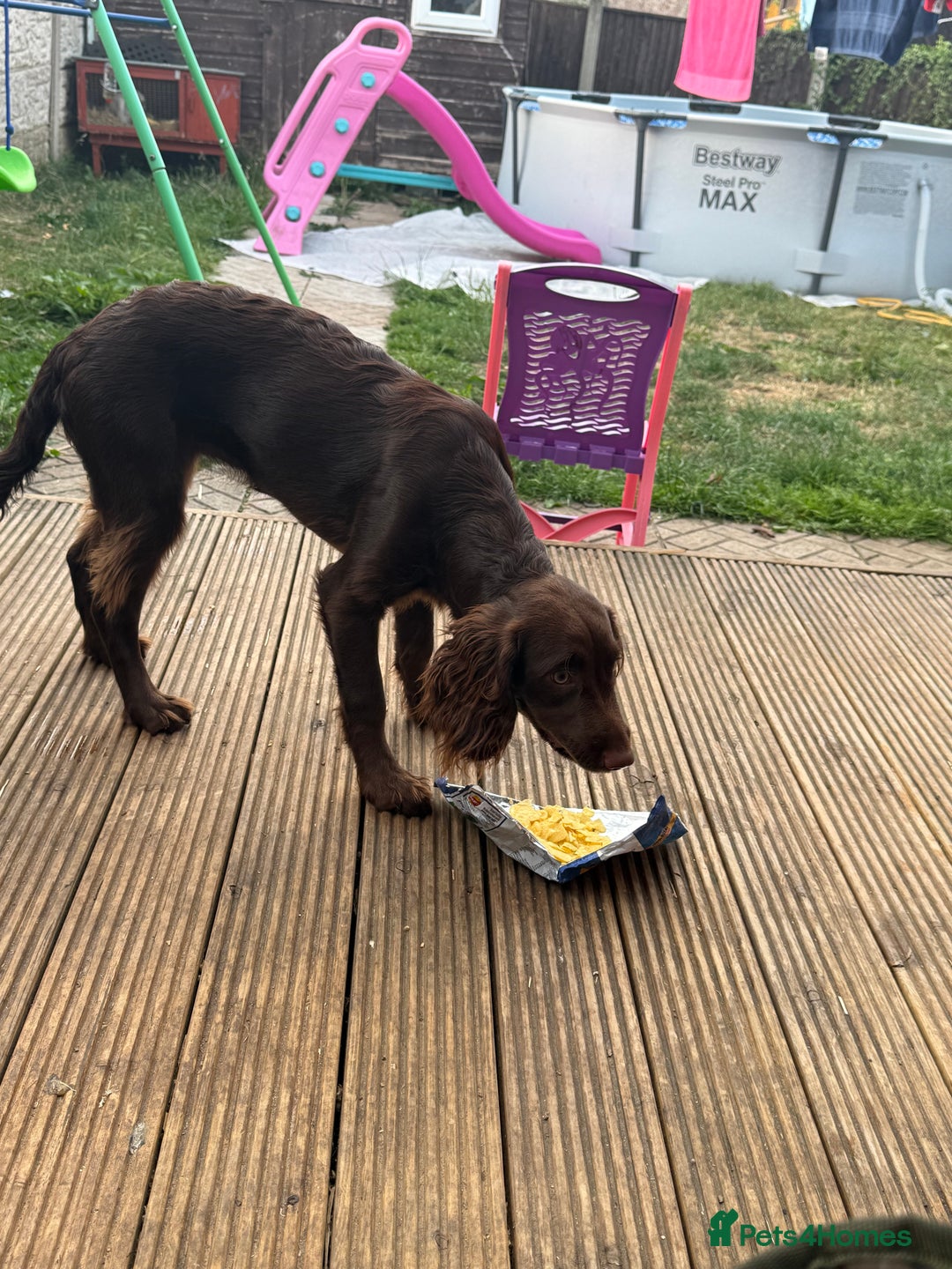 English Springer Spaniel dogs for sale: Female springer spaniel  - Image 3
