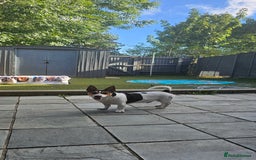 Jack Russell dogs for stud: Stud  - Image 4