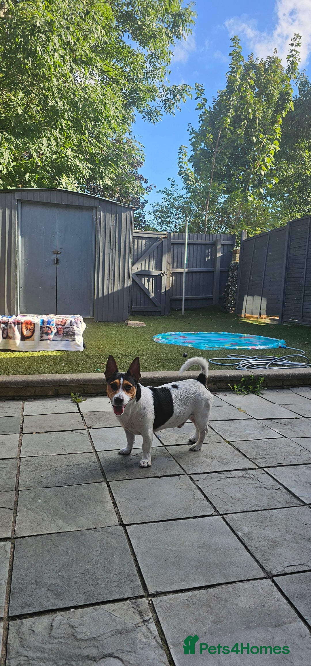 Jack Russell dogs for stud: Stud  - Image 4