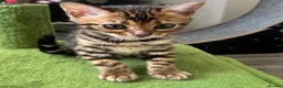 Bengal cats for sale: Pure bred Glitter Coat Bengal Kittens  - Advert 2