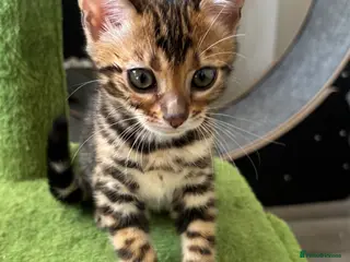 Bengal cats Pure bred Glitter Coat Bengal Kittens - Advert 2